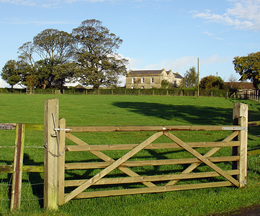 James Dawson Furniture Maker - Oak trees